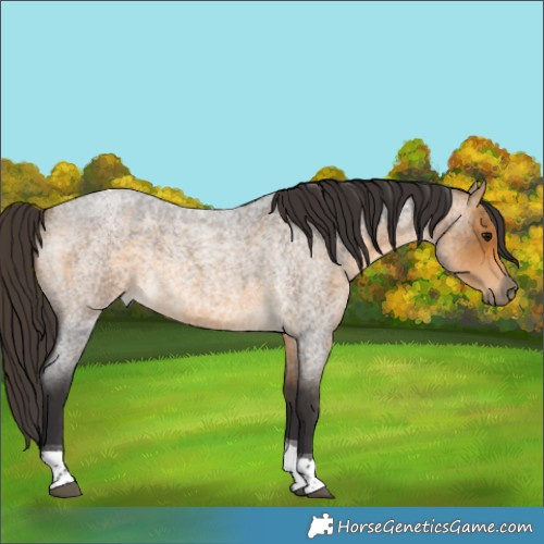 Horse Color:Buckskin Roan Tobiano Rabicano 