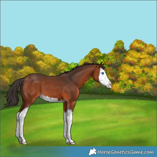 Horse Color:Bay Splash 