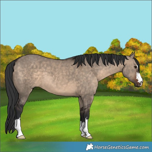 Horse Color:Brown Dun 