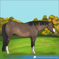 Horse Color:Brown Dun 