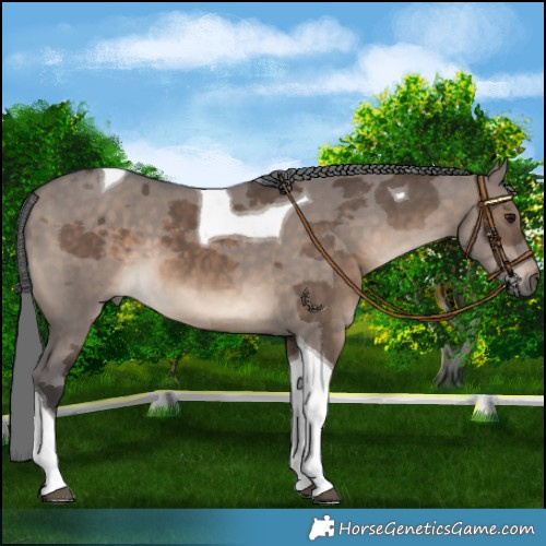 Horse Color:Brown Dun Merle Tobiano 