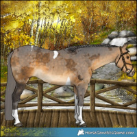 Horse Color:Buckskin Merle Tobiano 