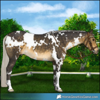 Horse Color:White Spotted Silver Buckskin