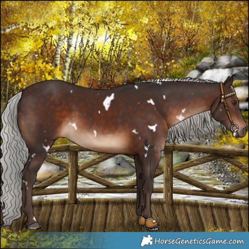 Horse Color:White Spotted Silver Brown 
