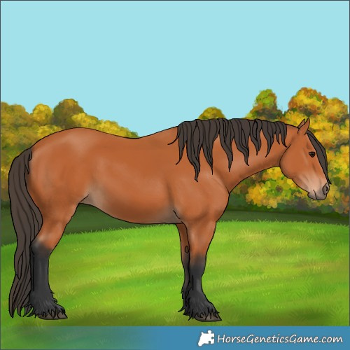 Horse Color:Bay 