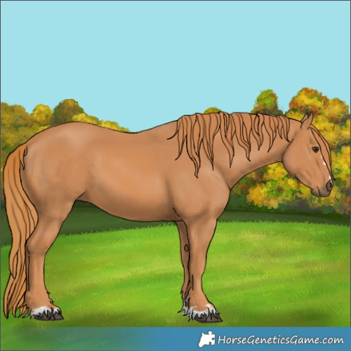 Horse Color:Chestnut 
