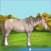 Horse Color:Amber Champagne Sabino Tobiano Varnish and Amber Champagne Sabino Tobiano Varnish
