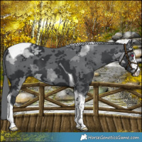 Horse Color:Black Chinchilla Merle Sabino Tobiano 
