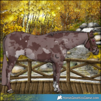 Horse Color:Chocolate Black Chinchilla Merle Sabino