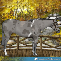 Horse Color:Grullo Merle Tobiano