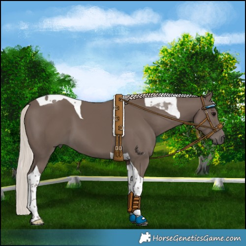 Horse Color:Silver Black Tobiano 