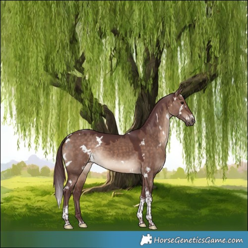 Horse Color:White Spotted Chocolate Brown Dun Tobiano Rabicano 
