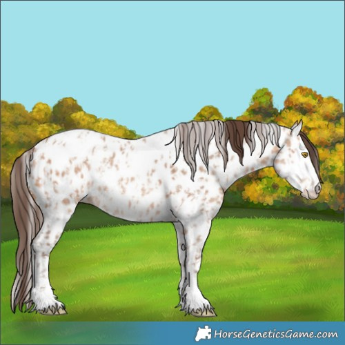 Horse Color:Amber Champagne Sabino Tobiano Appaloosa and Amber Champagne Sabino Splash Tobiano Appaloosa