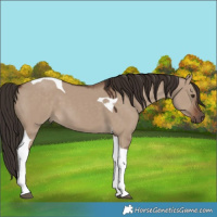 Horse Color:Liver Red Dun Tobiano 