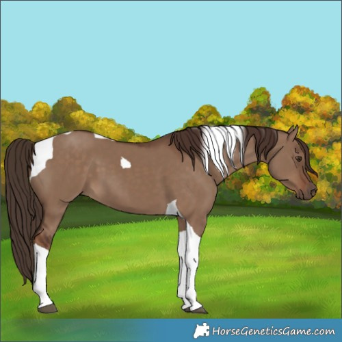 Horse Color:Liver Red Dun Tobiano 