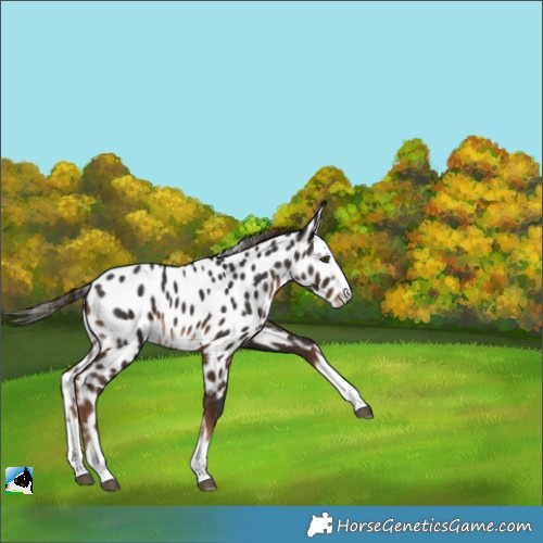 Horse Color:Liver Chestnut Splash Near Leopard Rabicano 