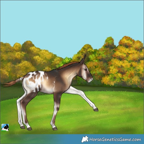 Horse Color:Liver Red Onyx Blanket Rabicano 