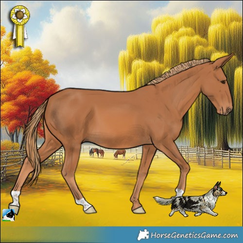 Horse Color:Chestnut 