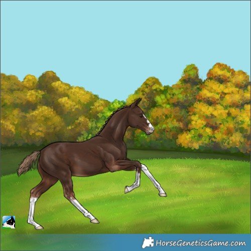 Horse Color:Liver Chestnut 