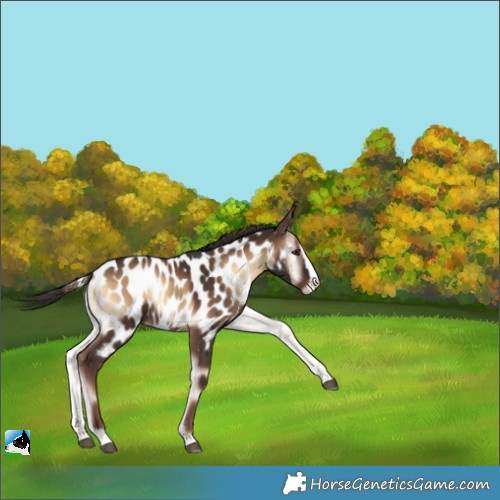 Horse Color:Liver Red Onyx Splash Near Leopard Rabicano 