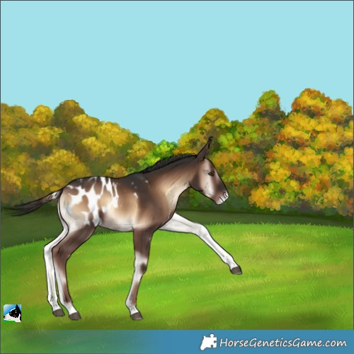 Horse Color:Liver Red Onyx Tobiano Blanket Rabicano 