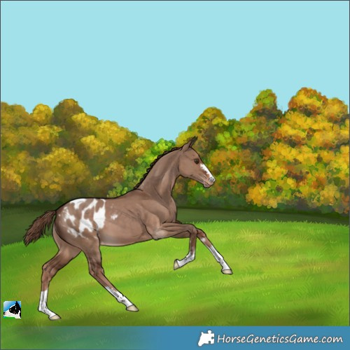 Horse Color:Liver Red Dun Appaloosa 