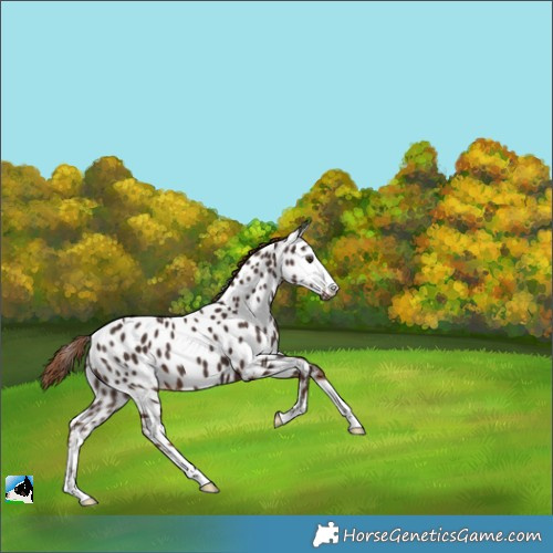 Horse Color:Liver Chestnut Appaloosa 