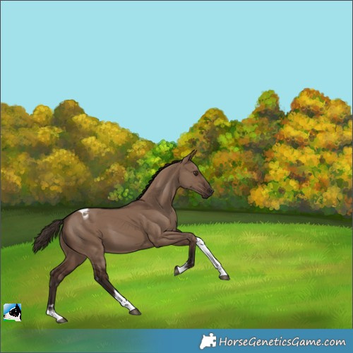 Horse Color:Liver Red Dun Tobiano 