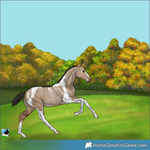 Horse Color:Powder White Gray Liver Red Dun Tobiano 