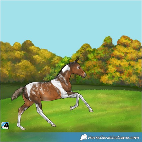 Horse Color:Powder White Gray Chocolate Palomino Tobiano 