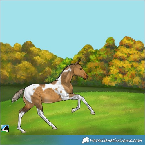 Horse Color:Chocolate Palomino Dun Tobiano 