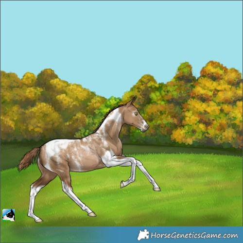 Horse Color:Powder White Gray Liver Red Dun Pearl Tobiano 