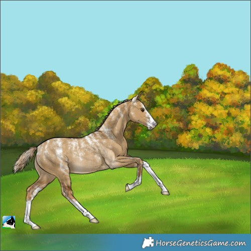 Horse Color:Powder White Chocolate Palomino Dun Rabicano 