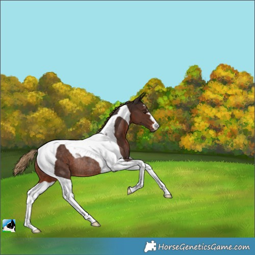 Horse Color:Liver Chestnut Tobiano Rabicano 