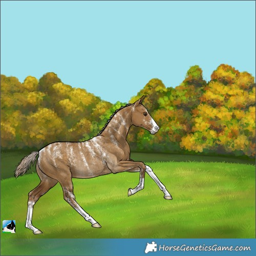 Horse Color:Powder White Chocolate Palomino Dun Rabicano 