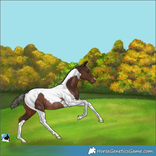 Horse Color:Liver Chestnut Tobiano Rabicano 