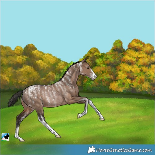Horse Color:Powder White Liver Red Dun Rabicano 