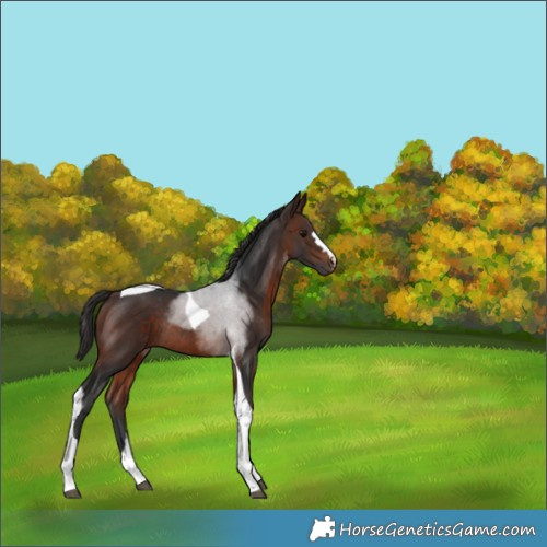 Horse Color:Brown Tobiano Rabicano 