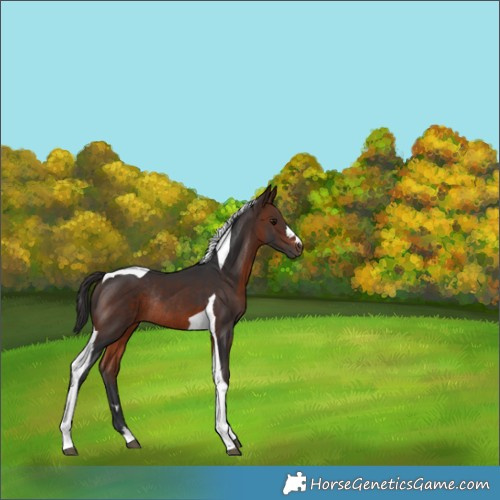 Horse Color:Brown Tobiano Rabicano 