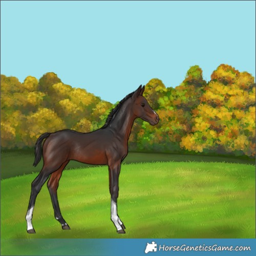 Horse Color:Brown Tobiano Rabicano 