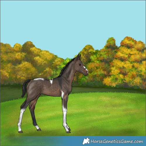 Horse Color:Brown Dun Tobiano 