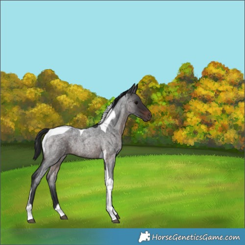 Horse Color:Brown Roan Tobiano 