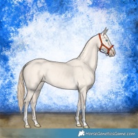Horse Color:Perlino Dun Tobiano Rabicano