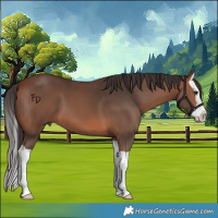 Horse Color:Bay Splash 