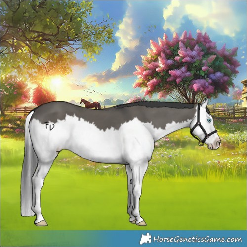 Horse Color:Grullo Splash 