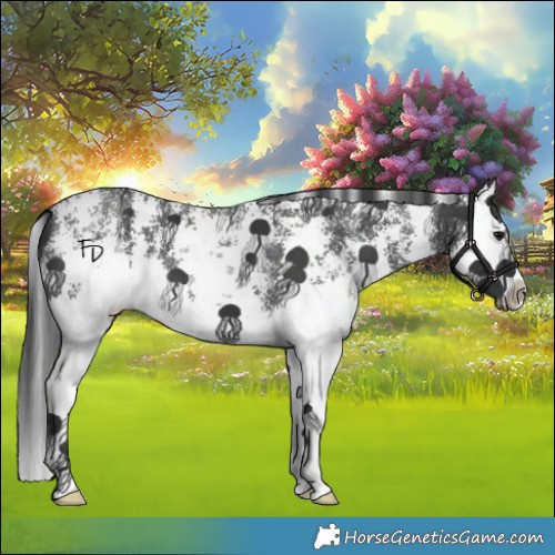 Horse Color:Black Sabino Splash 
