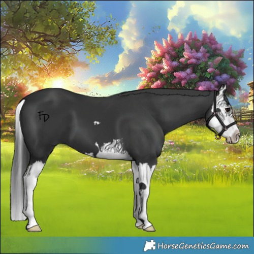 Horse Color:Black Splash 