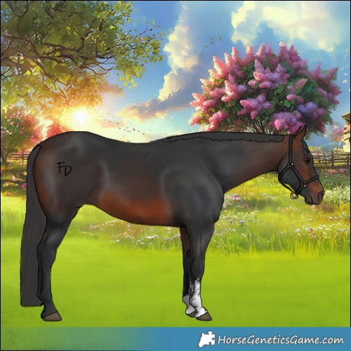Horse Color:Brown Sabino 
