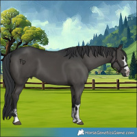 Horse Color:Black 