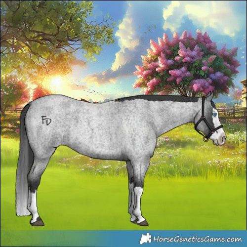 Horse Color:Blue Roan Splash 